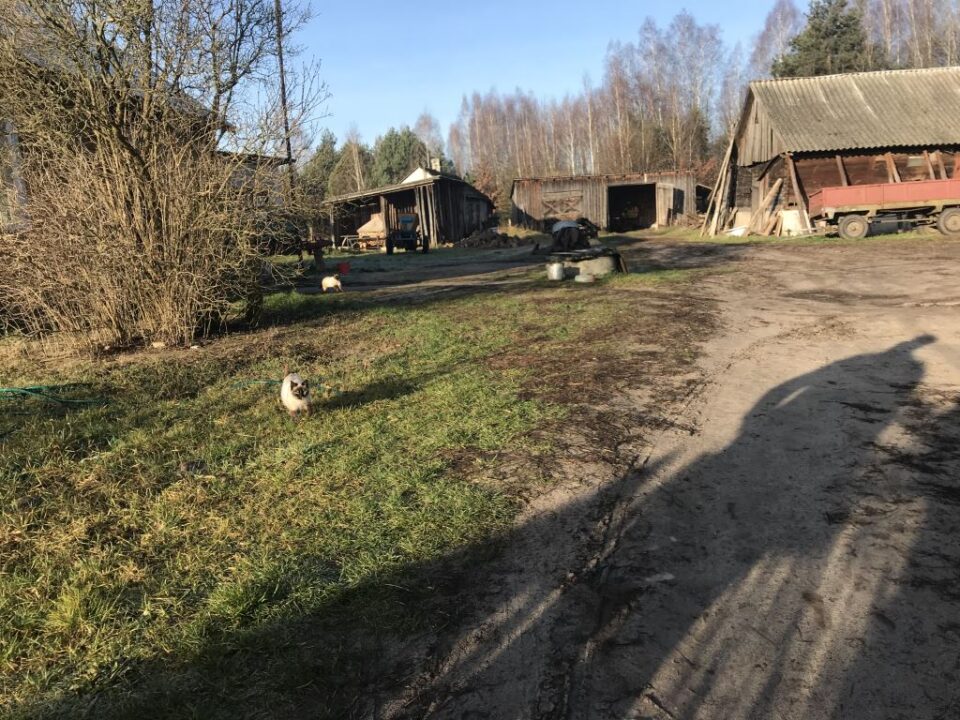 Wirtualna Choinka 2019