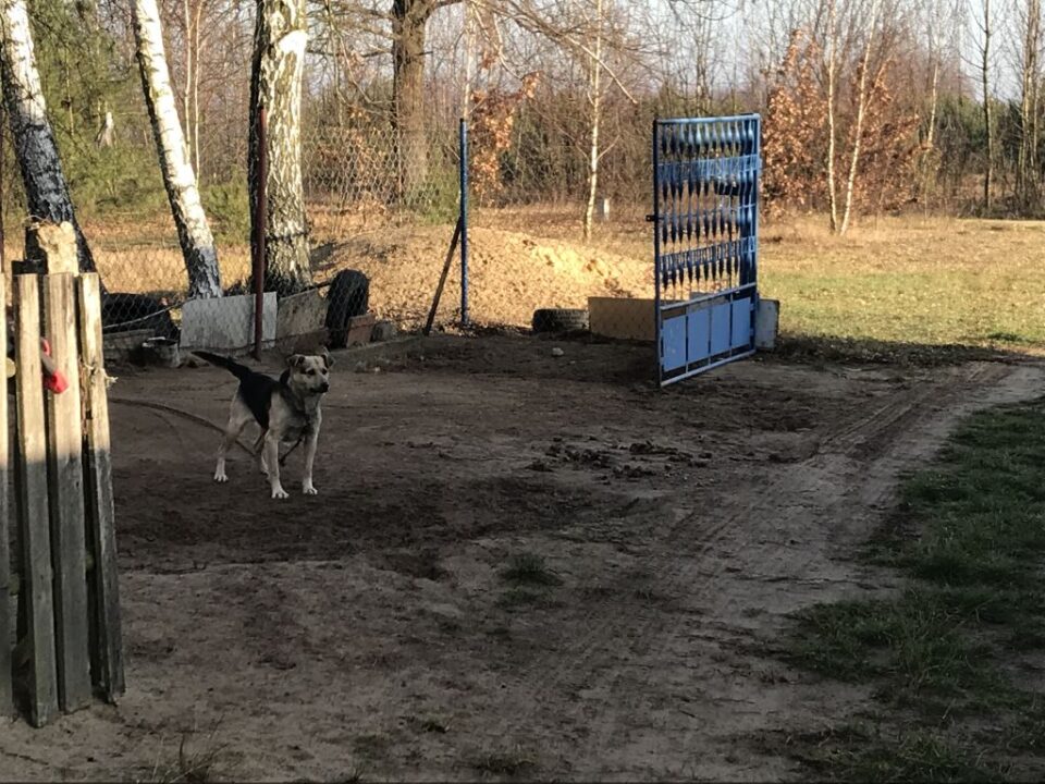 Wirtualna Choinka 2019